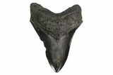 Fossil Megalodon Tooth - Georgia #145463-1